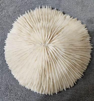 Razor Mushroom cap coral 5'' Skeleton Natural White Reef Aquarium Tank Display