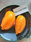 Tomate Yellow Fire Tomato 5 Samen Seeds Graines Saatgut P 354