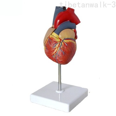 Human Heart Anatomy Model Medical Education Teaching Resources