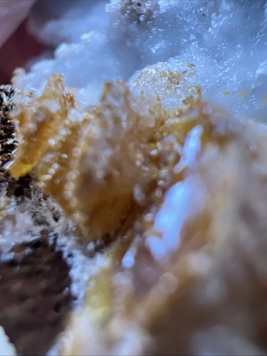 Wulfenite Crystals in Matrix Los Lamentos, Ahumada, Chihuahua, Mex. 60 g. - Picture 21 of 24