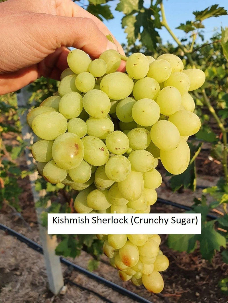 Kishmish Sherlock (Crunchy Sugar) SEEDLESS GRAPE - 5 cuttings- imported ,Ukraine