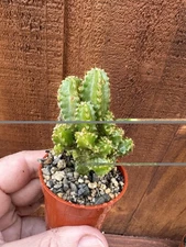 Fairy castle cactus  Acanthocereus Tetragonus