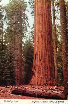Postcard California Continental McKinley Tree Congress Trail