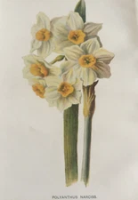 Antique Botanical Print c1880 – Polyanthus & Narcissus – Victorian Garden Art