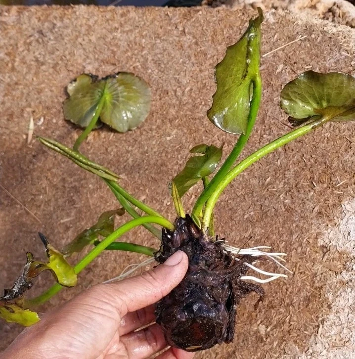 1X Water Lilly Bulb Rooted Plant White Pink Mixed Colur Post Express Delivery - image 4 of 4