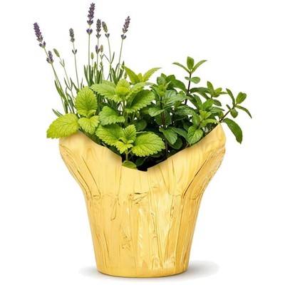 Stress Relief Live Plant Trio - Lemon Balm, Lavender, Mint