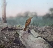 Red Winged Blackbird (Female) Bird, c1940 Magic Lantern Glass Slide