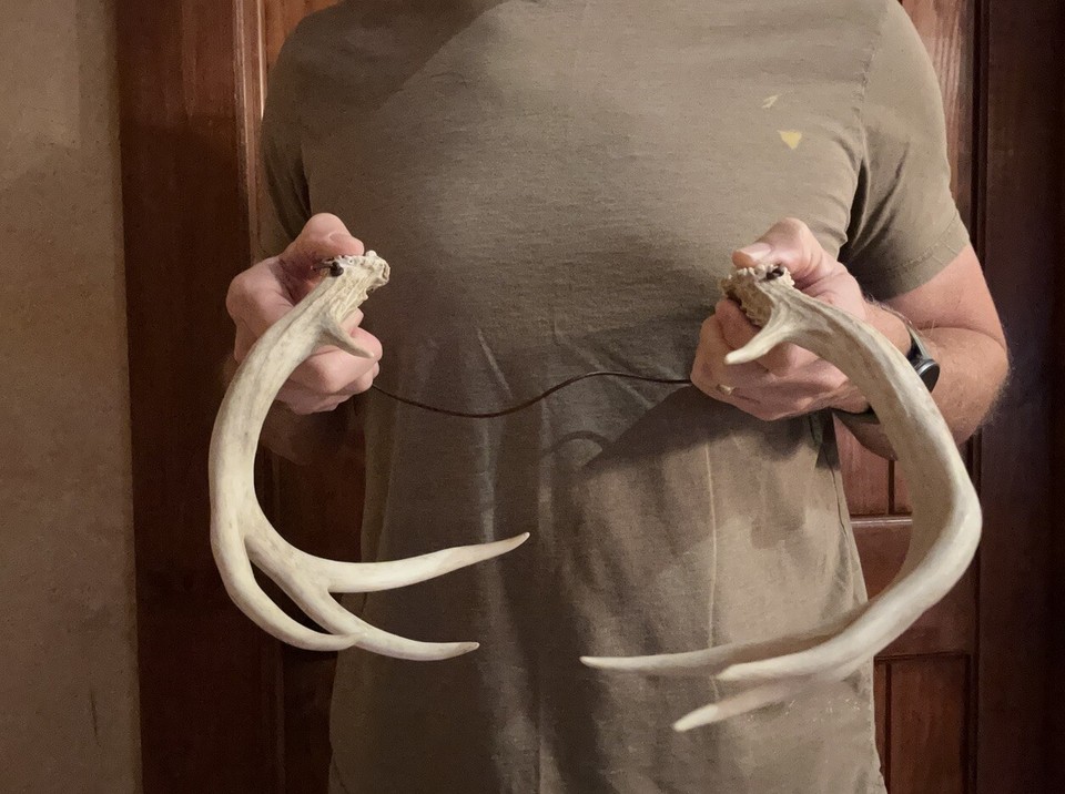 Whitetail Deer Real Antler Rattling Horns Leather Cord eBay