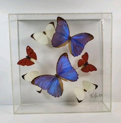 7 Butterfly Blue Morpho Blood-red Glider Vagrant DIORAMA ACRYLIC SIGNED DISPLAY