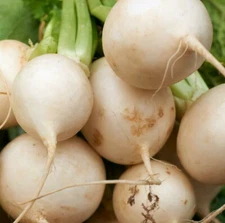 Shogoin Japanese Turnip Seeds | White Hakurei Asian Vegetable Plant Seed 2025