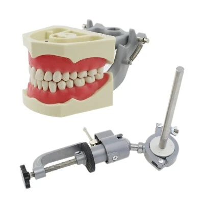 Columbia Dentoform Dental Typodont Model 32pcs Removable Teeth Soft Gingiva Pole