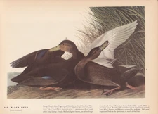 Audubon 1942 Vintage Birds #302 "Black Duck" Full Color Art Plate Lithograph