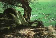 Antonio Saliola - grande litografia PdA