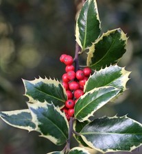 Hochstamm Weißbunte Stechpalme Ilex Argentea Marginata 100-125cm - ilex
