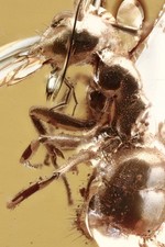 FORMICIDAE Mrówka FORMICINAE Skamielina Włączenie Oryginalny BURSZTYN BAŁTYCKI + HQ Pic 260204