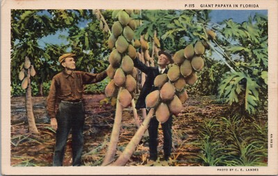 FLORIDA ~ Farmers Admiring Giant Papaya Trees In Florida - c.1925 Postcard
