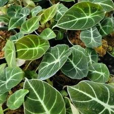 Alocasia Black Velvet - Rare Jewel Plant - 3" Pot - Indoor Tropical Aroid