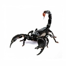 Skorpion Aufkleber Scorpion Sticker Skorpione Sternzeichen Logo Stachel