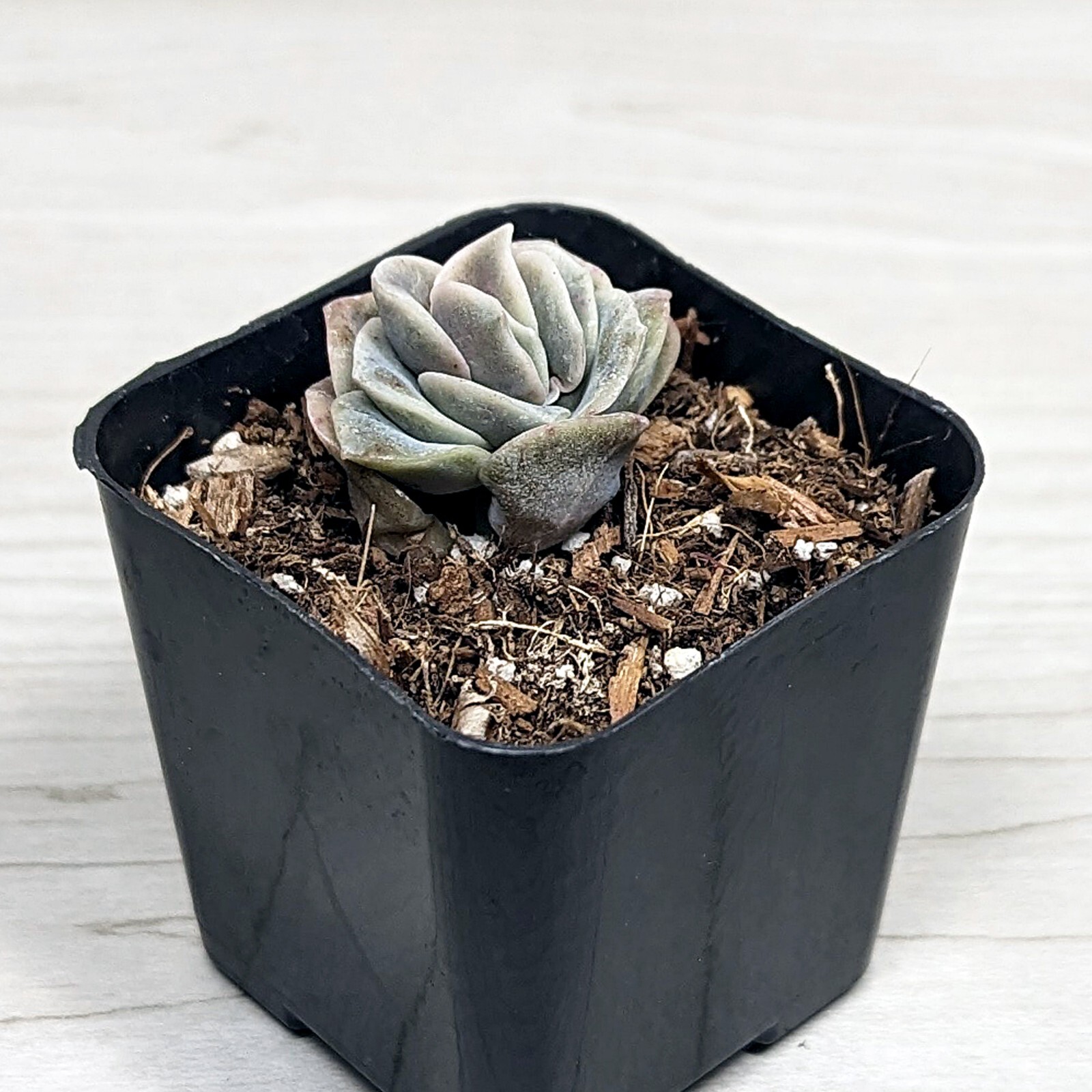 five gallon plant pot The Harvest Company 5 gal. 12 in. L x 9.5 in. W x 11.63 in. H Black In