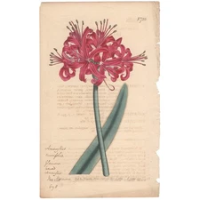 Curtis Botanical Magazine antique hand-colored engraving 725 Glaucous Amaryllis