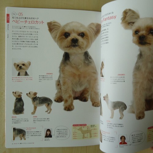 Yorkshire Terrier Yorkie Dog Hair Style Cut Arrangement Grooming