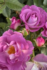 Rose "Blue for You " British grown floribunda very fragrant repeat flowering