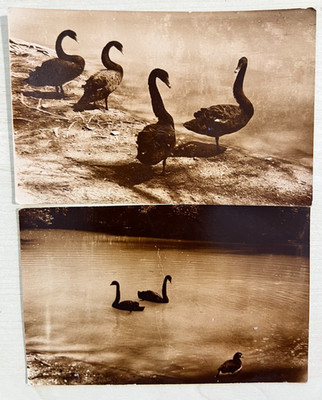 1980s 2 photo Black Swans Photo postcard Vintage photo Old photo