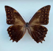 Morpho butterflies for collectors & artwork | Blue Morphos