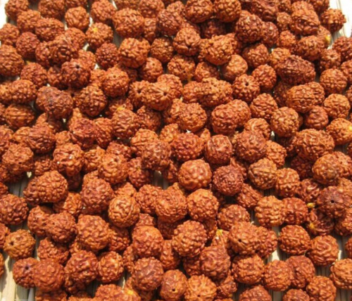 111 Stck. Lose Rudraksha Rocailles Nepal Herkunft, Natürlich 5 Mukhi 10 mm Kostenloser Versand - Bild 1 von 2