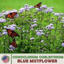 100 Wild Florida Mistflower Seeds, Conoclinium coelestinum, Pollinator Attractor