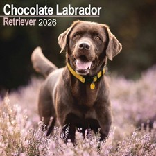 Chocolate Labrador Retriever Calendar 2026 - Dogs - Month To View