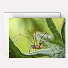 Humorous anniversary cards - humorous birthday card for husband - Daddy Longlegs