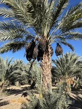 11 LB  MEDJOOL DATES. CALIFORNIA FRESH.  GROWN ORIGINALLY BUT NOT  CERTIFIED.