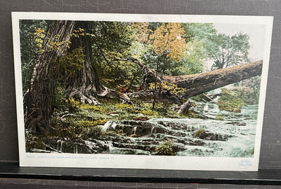 Arbor-Vitae Trees and Cascade Natural Bridge VA Phostint Antique Postcard unp