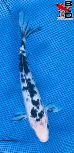 7" SHIRO BEKKO Live Koi Fish Garden Pond 4/5 - Picture 2 of 4