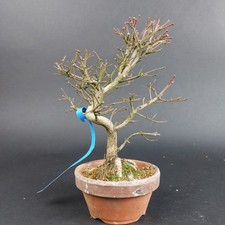 Bonsai - Euonymus alatus, Shohin, Japan
