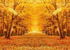 7x5Ft Fall Backdrop Autumn Background Photography Golden Maple Forest Backdro...