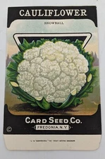 Vintage Cauliflower Seed Packet - Card Seed Co Fredonia NY - Snowball NOS