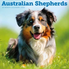 Carousel Calendars,  Australian Shepherds 2026 Wall Calendar, 12'' X 12'', 16-Mo