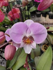 Phal Younghome Princess- Blooming Size