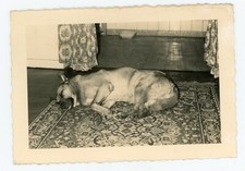 PHOTO SNAPSHOT c.1960, un berger allemand au repos sur un tapis DOG chien