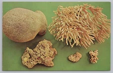 State View~Brain Coral~Finger Coral~Cluster Coral~Shell Rock~Vintage Postcard