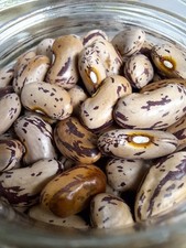ROSE D'EYRAGUES BEAN - BUSH BEANS - HEIRLOOM FROM FRANCE 5+ SEEDS H 185