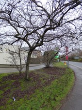Photo 6x4 Sanderling Road Renfrew Winter Flowering Cherry trees (Prunus s c2017