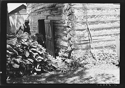 #ad #ad Putting in the tobacco after the morning work. Shoofly North Carolina $12.99