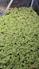 Salvinia Minima Water Spangles Healthy Fast Growing Live Aquarium Plant