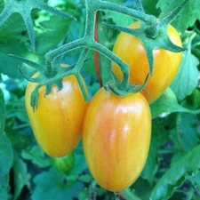 Artisan Blush Tomato Seeds, Julienne Cherry, Blush Tiger, NON-GMO, FREE SHIPPING