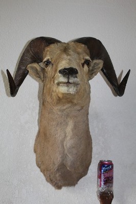 Vintage Bighorn Sheep Horn Shoulder Mount Taxidermy Ram Aoudad Goat Barbary Dall