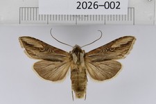 Cucullia generosa male EXTREMELY RARE Noctuidae moth from Hindukush Mts