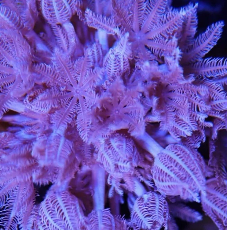 "Tanque de arrecife frag grande de 2"" coral Xenia pulsante púrpura vivo coral suave" Foto 2 de 3